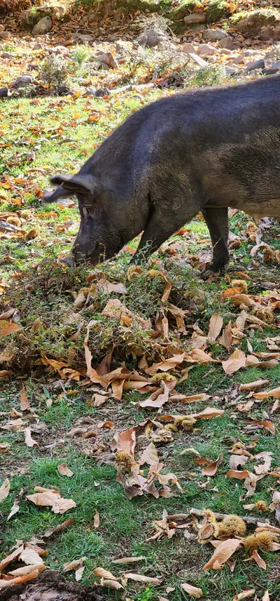 Cochon noir en liberté