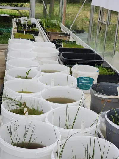 Plantation au Conservatoire botanique du Massif central à Chavaniac-Lafayette