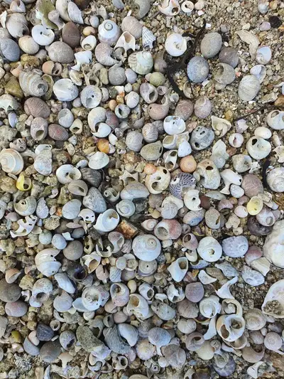 Coquillages