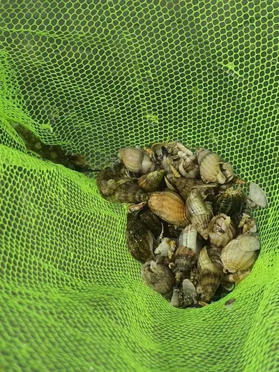 Cueillette coquillage ile tudy