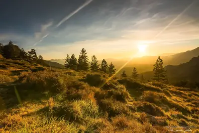 Sapins dans le coucher de soleil