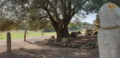 Cercle de mégalithes autour d'un arbre