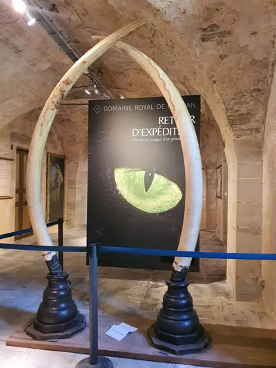 Défenses d'éléphant