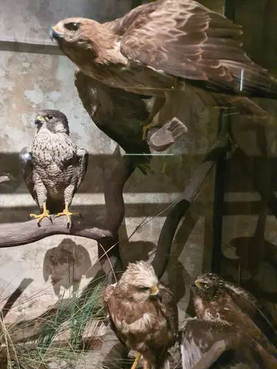 Vitrine avec des oiseaux