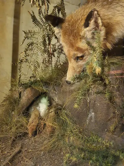 Renard à l'affût de sa proie