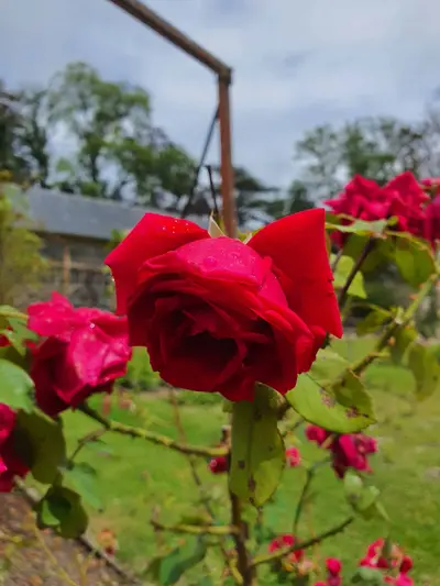 Rose rouge