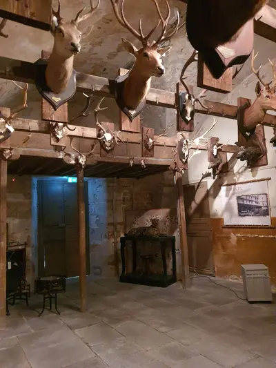 Têtes d'animaux accrochées à un mur