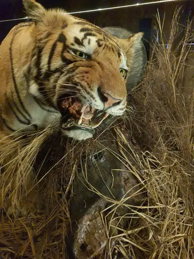 Tigre