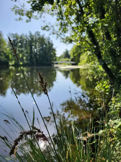 Etang et nature sauvage au Parc Mosaïc proche de Lille