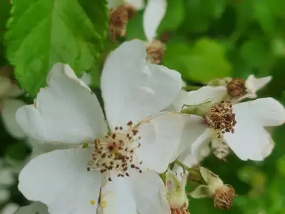 Fleurs jardins Mallet-Stevens