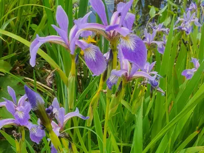 Fleurs jardins Mallet-Stevens