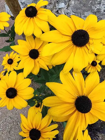 Fleurs jaunes dans le parc du château de Chavaniac-Lafayette