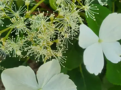 Fleurs et pistils