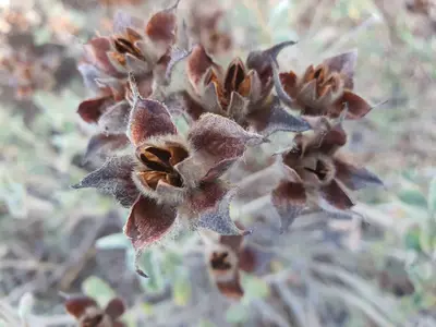 Fleurs séchées avec des graines