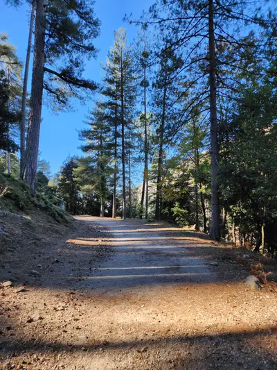 Chemin dans la forêt d'Aitone