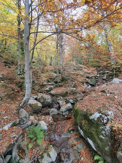 Forêt automnale