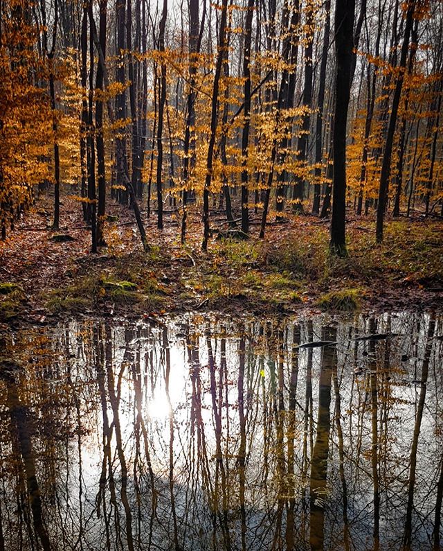 Forêt domaniale de Mormal