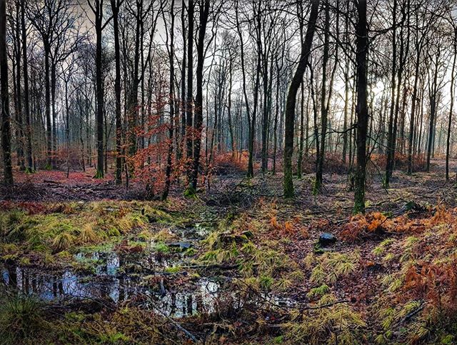 Forêt de Mormal: la forêt du Nord