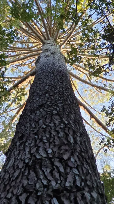 Grand arbre