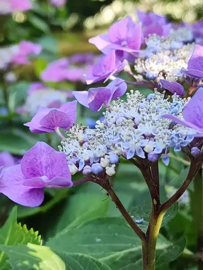 Hydrangeas Parc Mosaïc