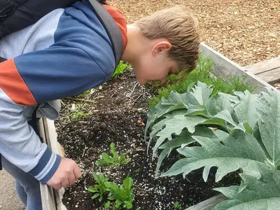Jardin potager
