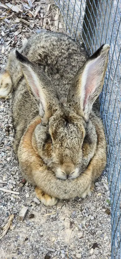 Lapin Parc Mosaïc
