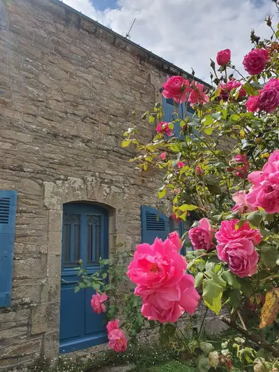 Maison et rosiers sur l'île aux Moines
