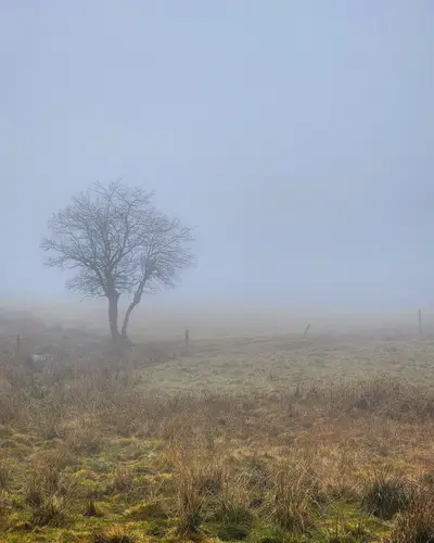 Arbre nu dans le brouillard