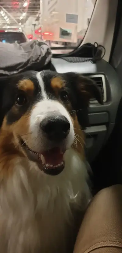 Mon chien