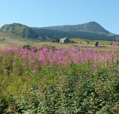 Mont Mézenc avec des épilobes