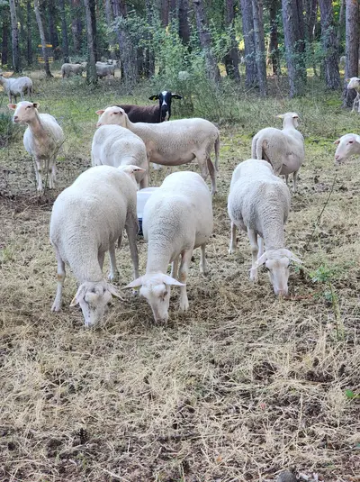 Moutons à la Pinatelle