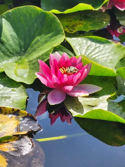 Fleur de nénuphar Parc Mosaïc