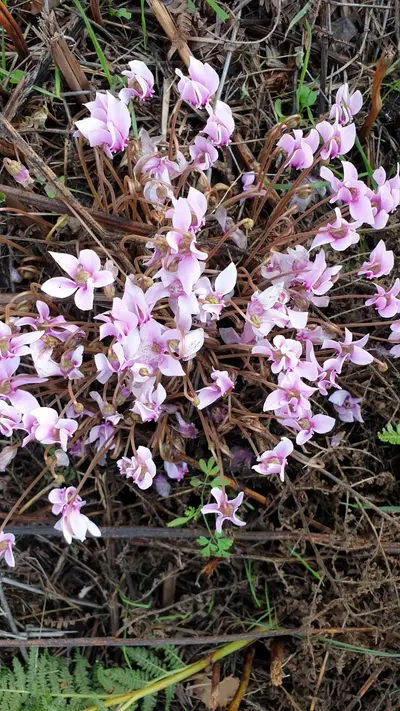 Orchidées sauvages