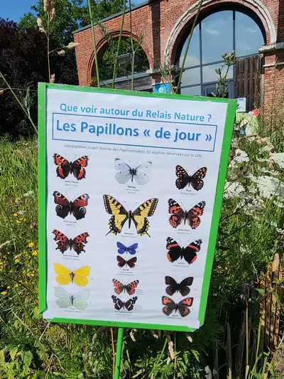 Pancarte papillons du jour