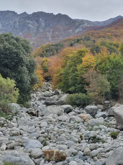 Montagne et arbres en automne