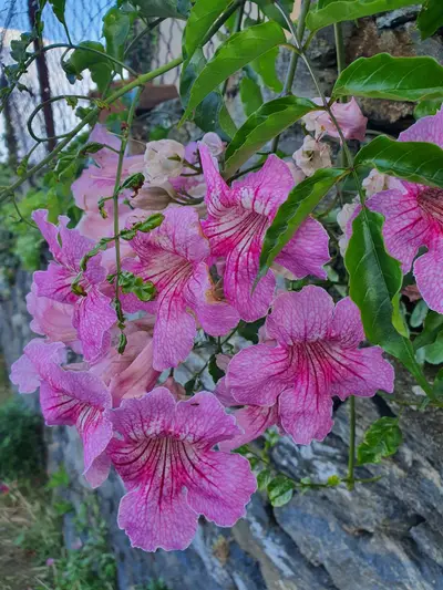 Fleurs trompette roses