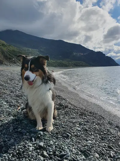 Berger australien sur la plage de NOnza