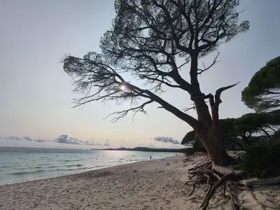 Plage de Palombaggia Porto-Vecchio