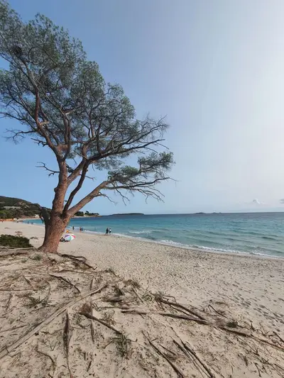 Plage de Palombaggia Porto-Vecchio