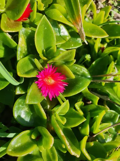 Plante grasse avec une fleur rose