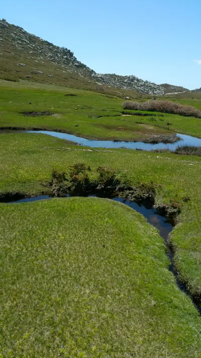 Rivière au milieu d'une pelouse alpine