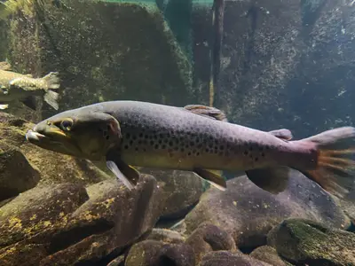 Poisson à la maison du saumon et de la rivière à Brioude