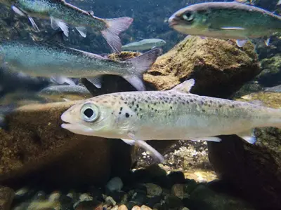 Poissons à la maison du saumon et de la rivière à Brioude
