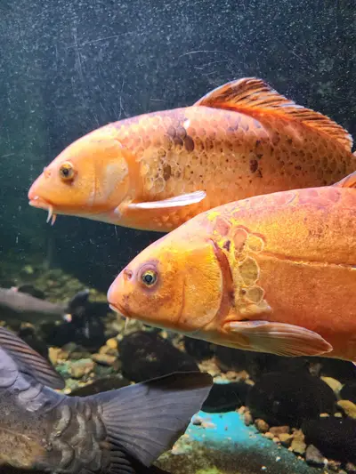 Poissons rouges à l maison du saumon et de la rivière à Brioude