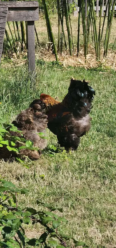Poules Parc Mosaïc