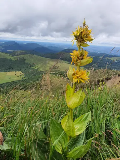 Gentiane dans la chaîne des Puys