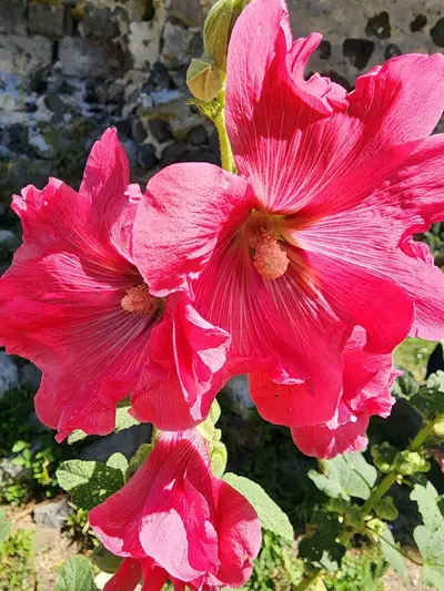 Roses trémières