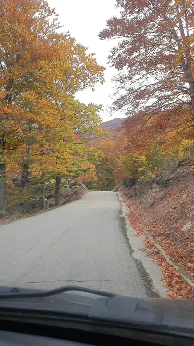 Route bordée d'arbres en Automne