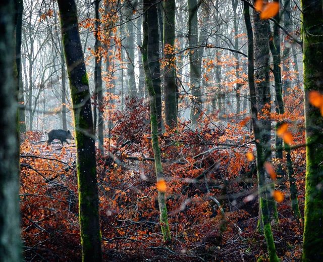 Sanglier forêt domaniale de Mormal