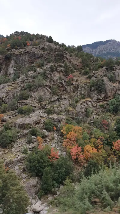 Bas-côté de la route avec des couleurs d'automne